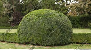 photo texture of hedge 0002